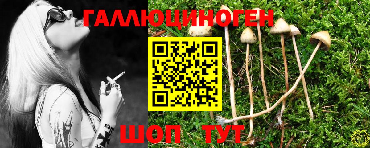 Псилоцибиновые грибы Cubensis Кисловодск