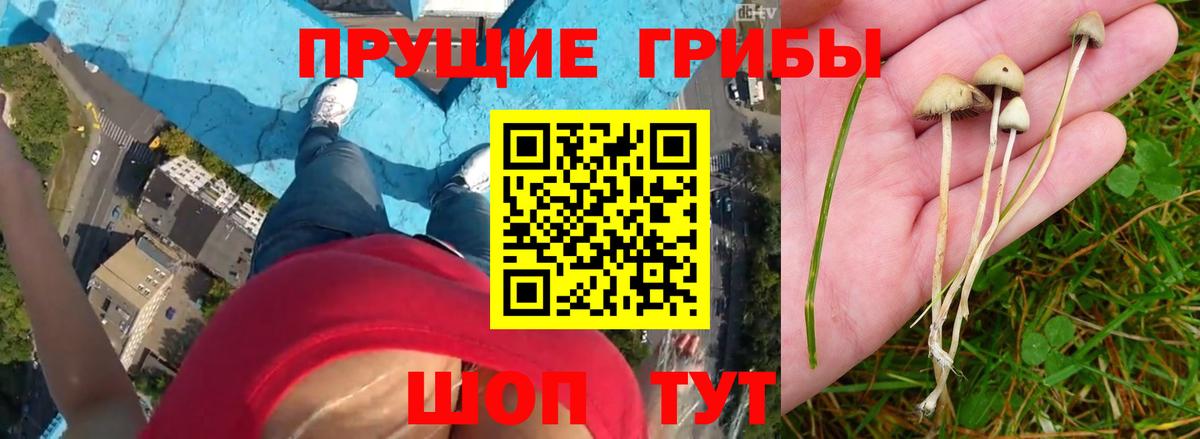 Галлюциногенные грибы ЛСД  Псилоцибиновые грибы Psilocybe  Кисловодск  Вход с VPN 